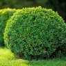 just_a_shrub